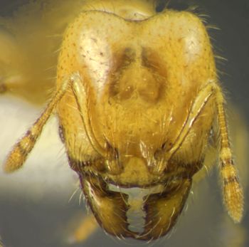 Media type: image;   Entomology 34183 Aspect: head frontal view 3